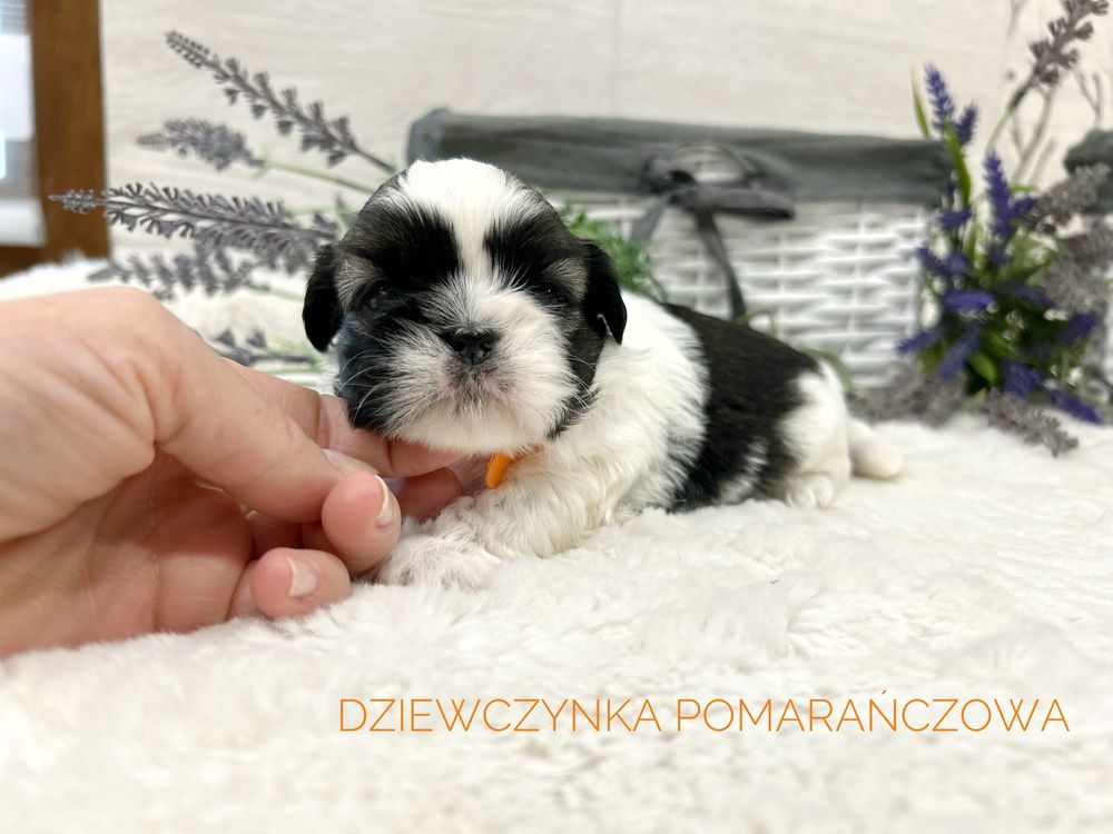 Shih tzu, prześliczna suczka , tricolor!