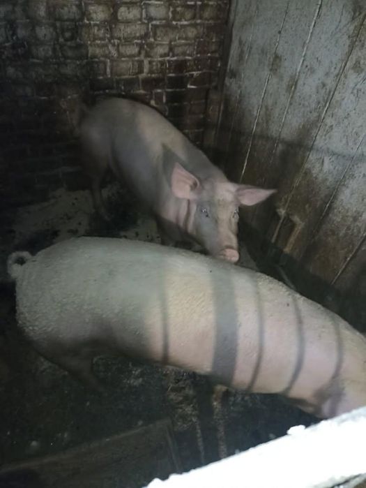 Продам кнура вік 10 місяців вагою 100+ кг , ціна 10 ти