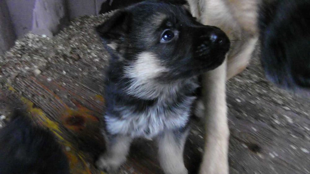 Owczarek Niemiecki Krótkowłosy FCI SZCZENIAK czarny podpalany piesek