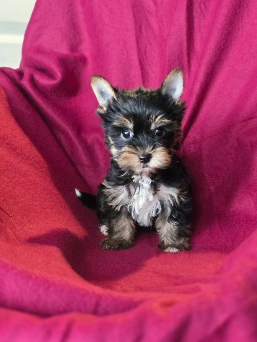 Piesek mini Yorkshire terrier