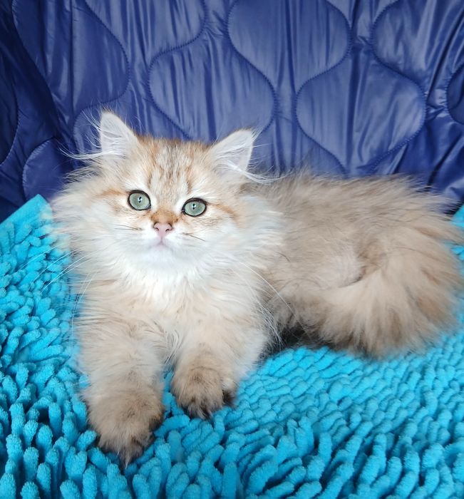 Девочка Золотаяшиншилла длинношерстная британская