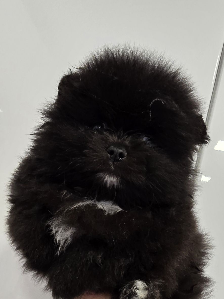 Piesek Szpic miniaturowy pomeranian