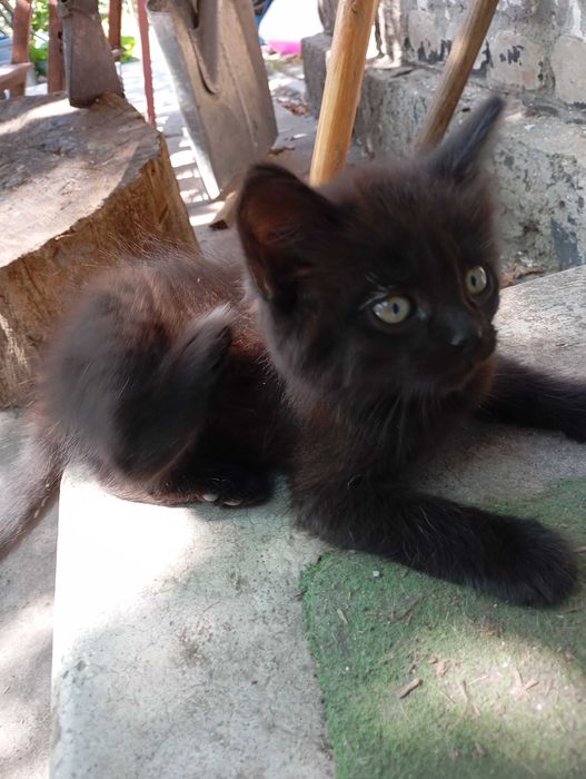 Кошеня в добрі руки