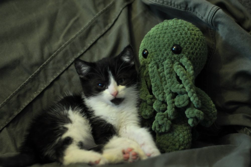 Ptyś szuka domu - kot do adopcji