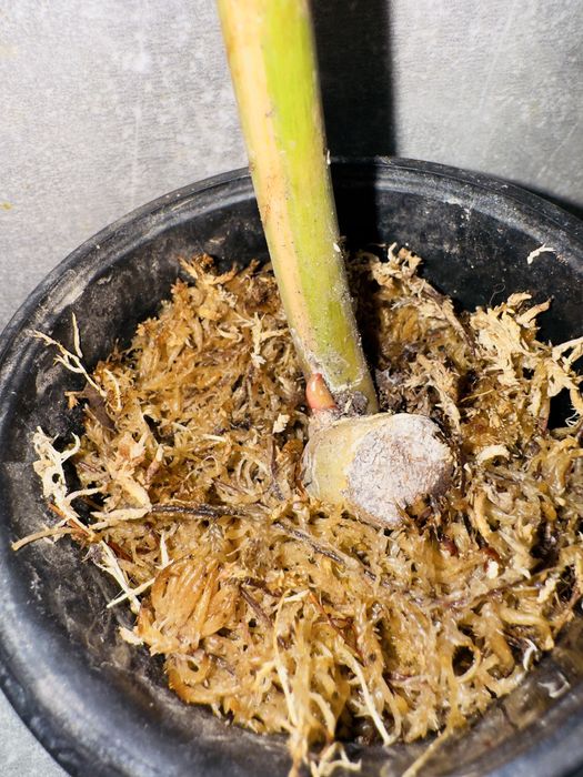 Філодендрон Caramel Marble Pink