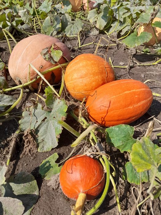 Niepryskane, zdrowe i kolorowe dynie z ogródka