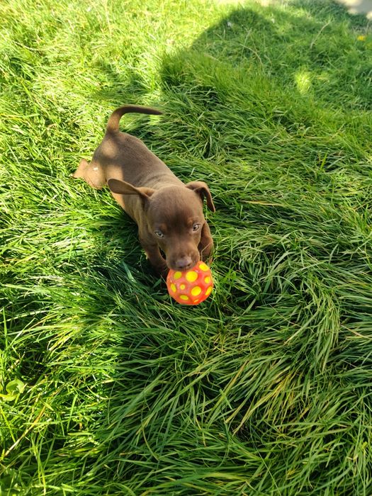 Patterdale terrier Zkwp FCI