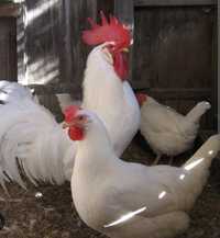 Ovos de galinha Leghorne,Andalusa Marucha