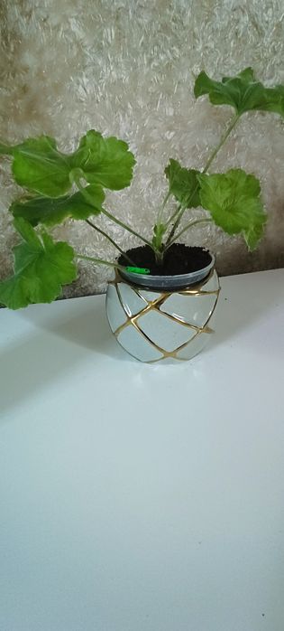 Сим Праліне пеларгонія