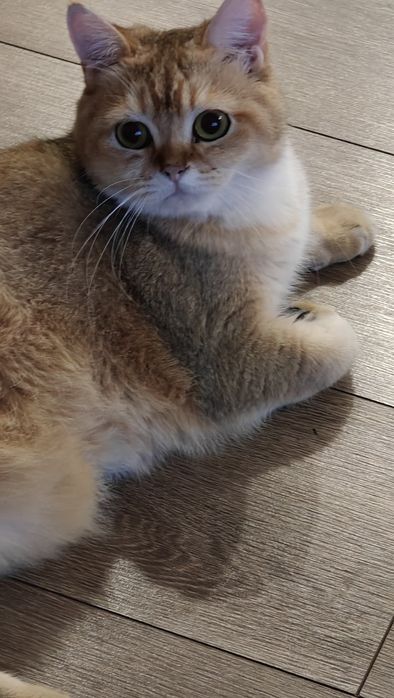 Кіт Шотландська золота шиншила Британський