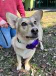Biała w typie corgi - cudowności do adopcji!