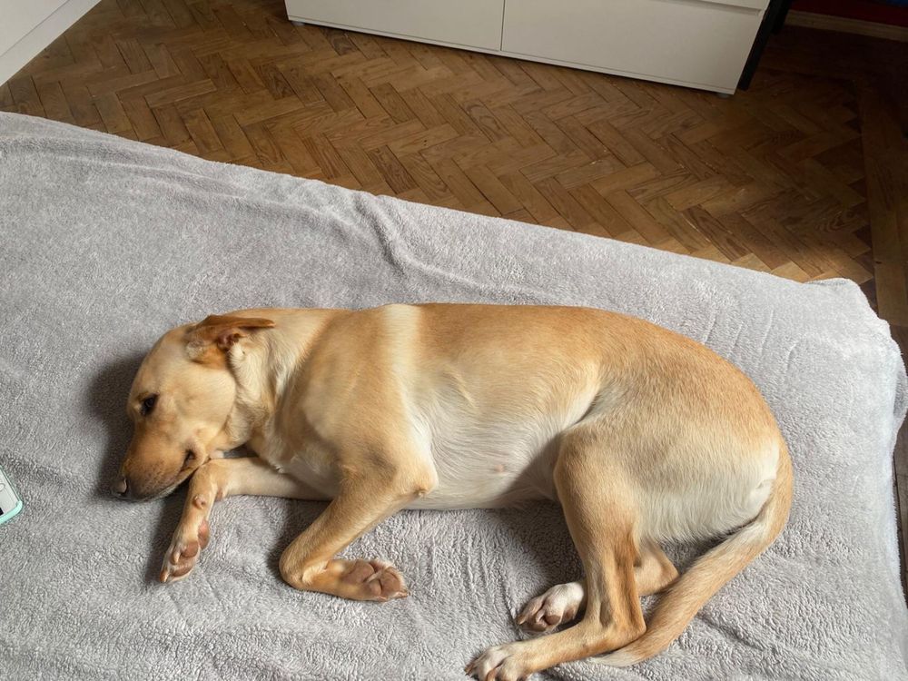 Kira - Cadela raçada de Labrador meiga para adoção responsável