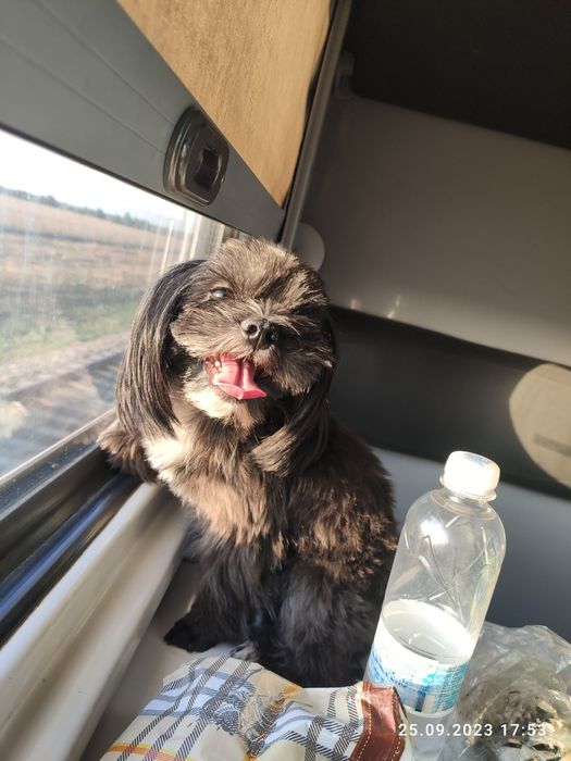 Мальчик породы цветная болонка ищет девочку для вязки