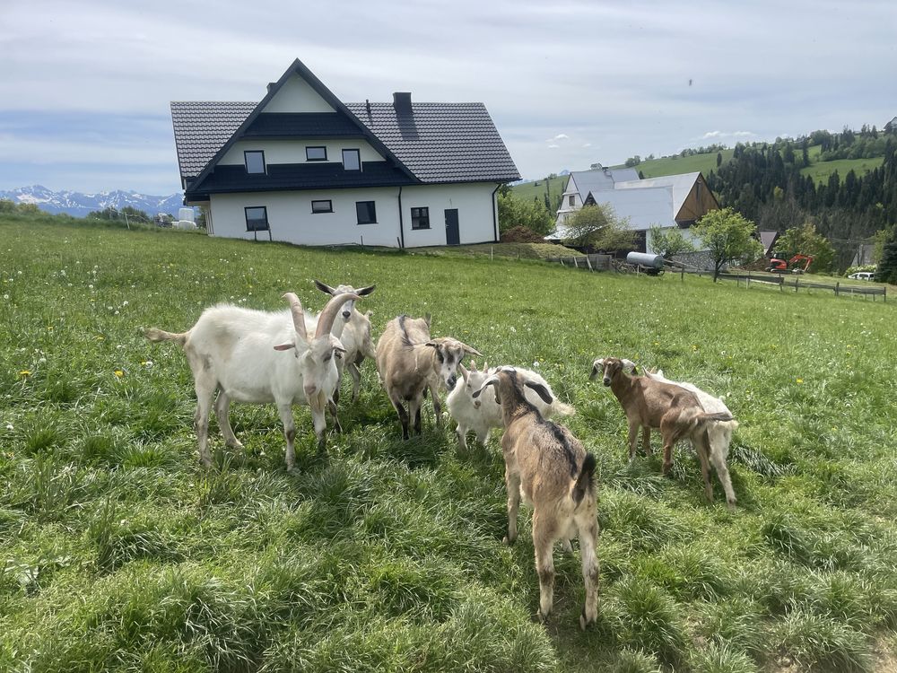 Kozy, capki anglonubijskie sanejskie