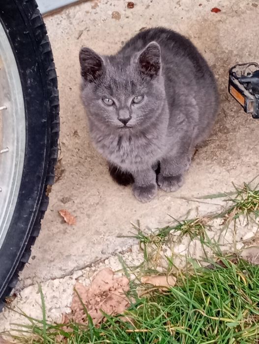 Віддам у добрі руки