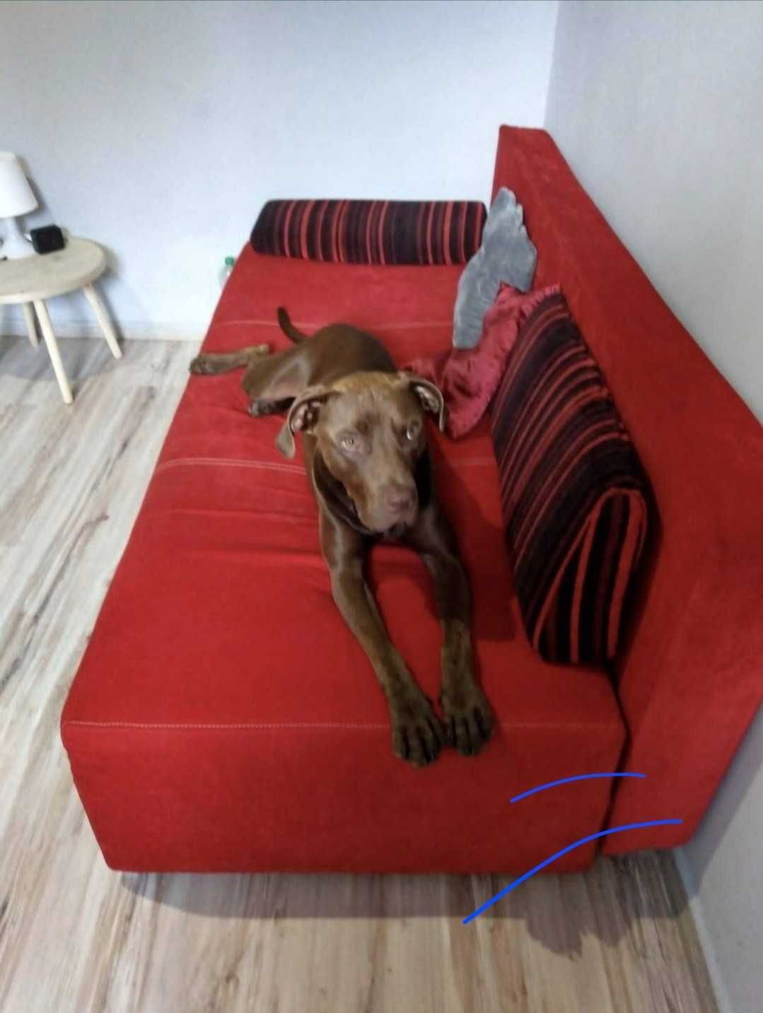 Piesek około 4 lata