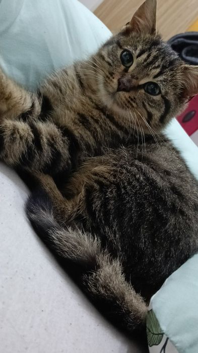 Oddam kotka w dobre ręce