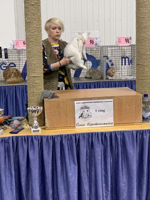 Продаж ( Клубні кошенята) Британська Шиншила.