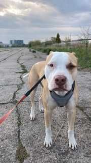 Adopcja Brutus Pitbull Amstaff - Amstaffy Niczyje