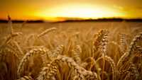 Пшениця Зерно 5 грн