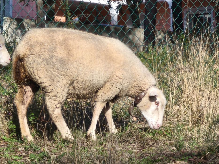 Ovelha (malata) prenha