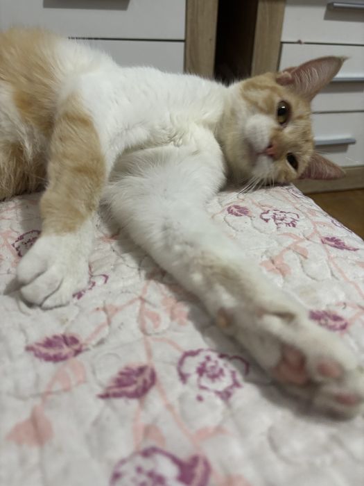 Gata para adoção