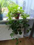 Epipremnum złociste, Scindapsus