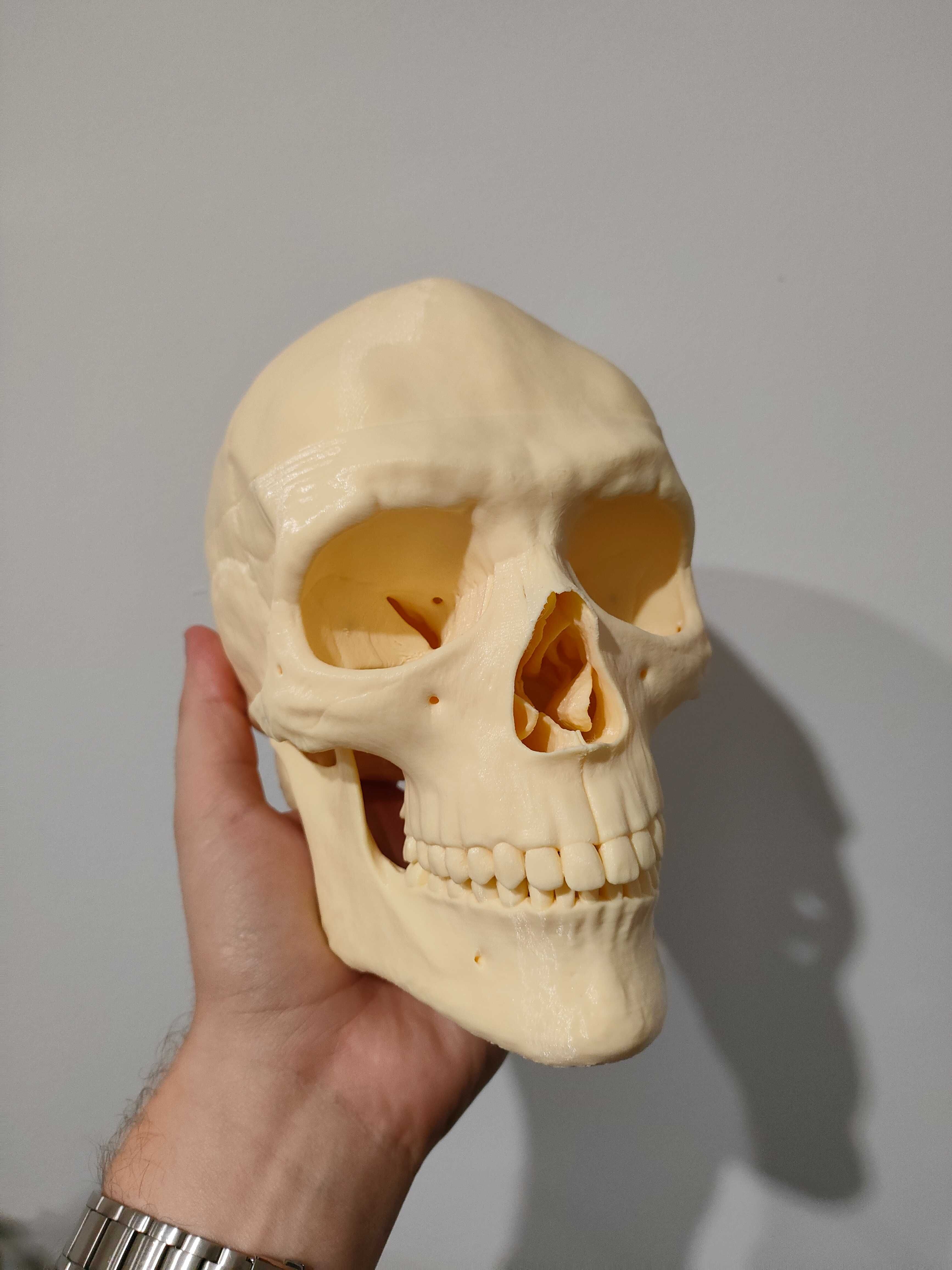 Model czaszki anatomiczny 3d pomoc osteologiczna kości czaszka model