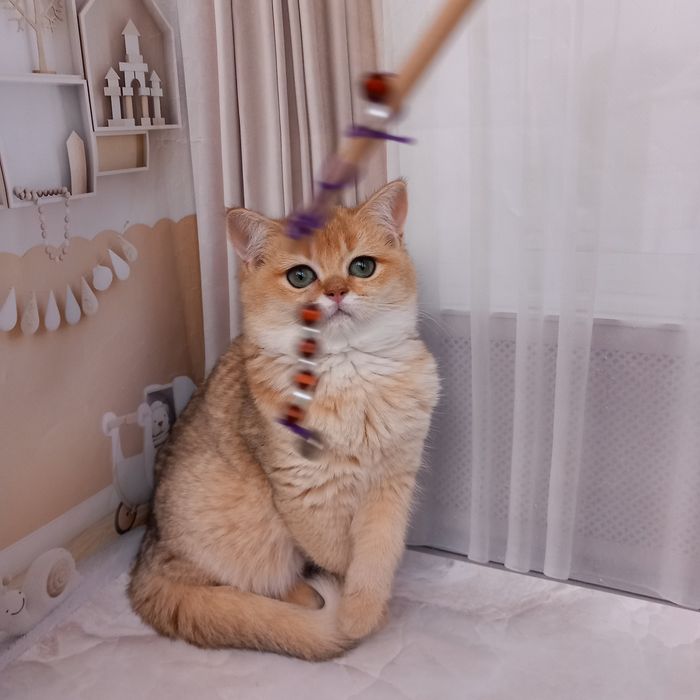 Британська золота шиншила