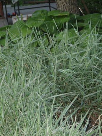 Фалярис, декоративная трава, шелковая трава