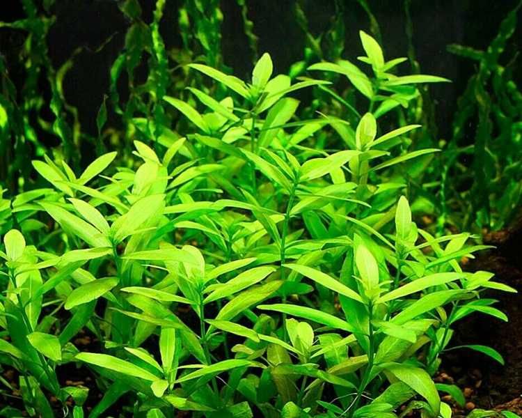 Rośliny akwariowe Lotos Ludwigia Hygrophilia Ceratopteris mech