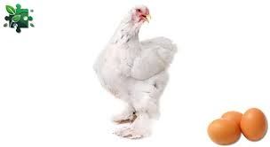 Кури несушки! Доставка безкоштовна! Южне