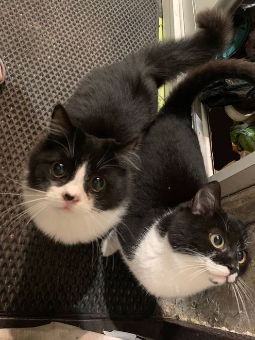 Дівчатка шукають сімʼю