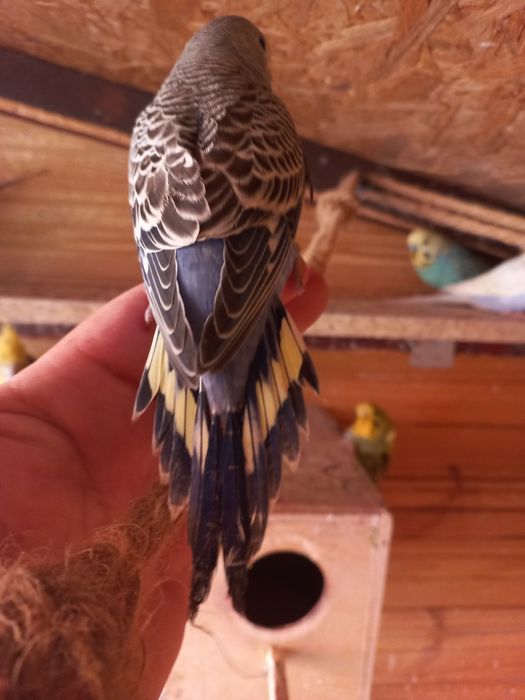 Sprzedam młode papużki faliste do oswojenia