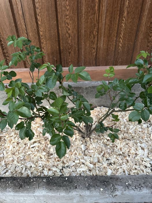 Стружка соснова для клумб