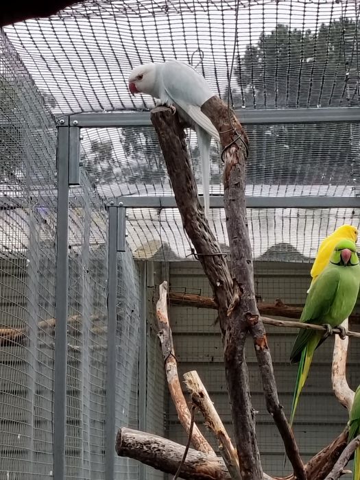 Cedência Ring Necks