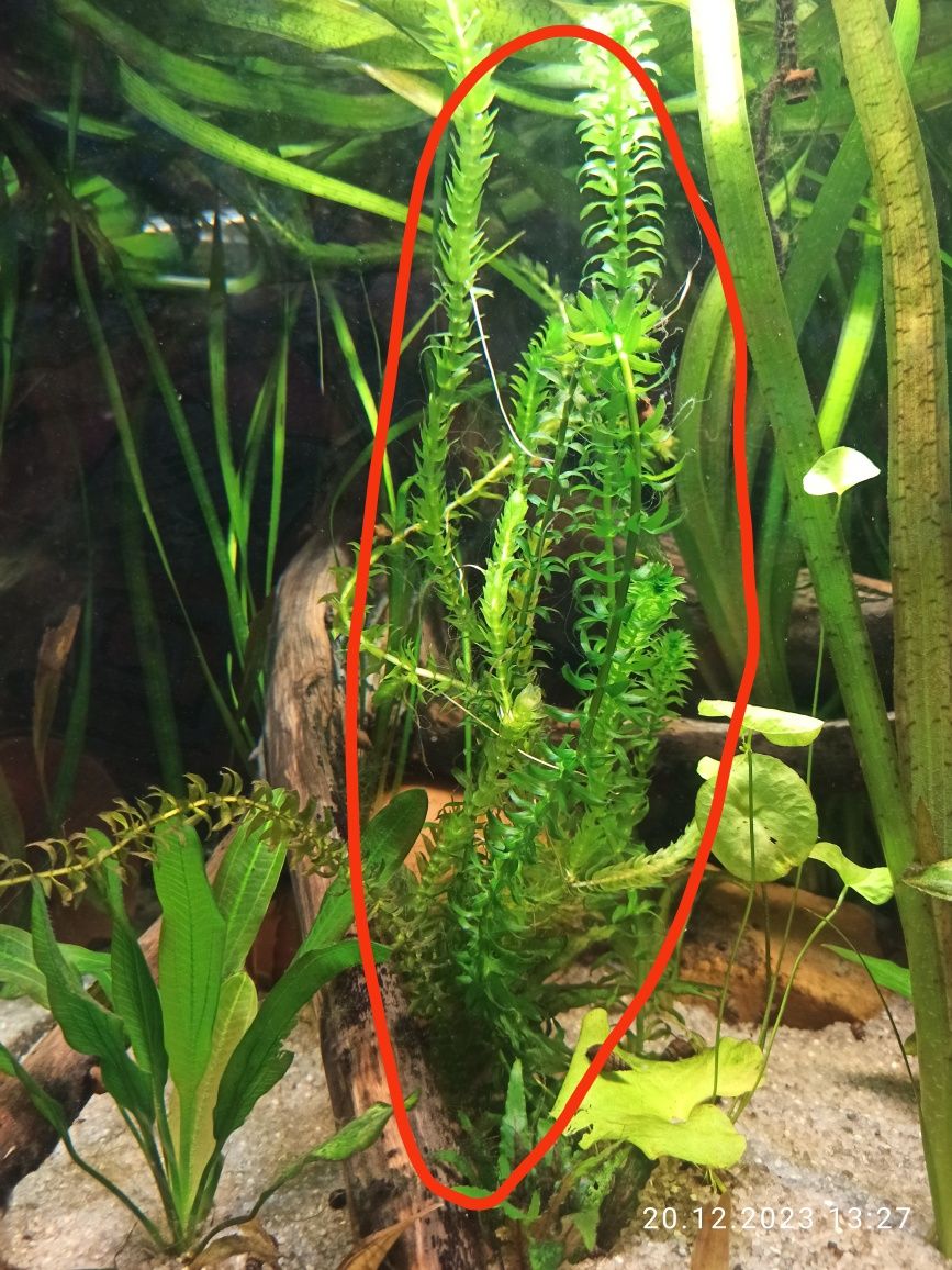 Рибки -торіхтіс ауреус, рослини