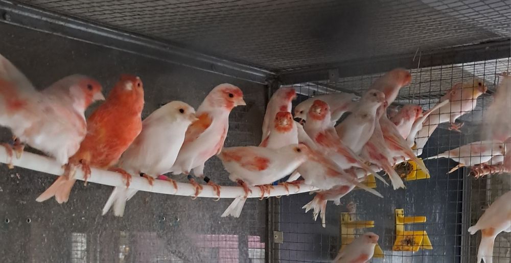 Canarios mosaicos vermelhos