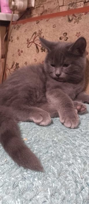 Кошеня в добрі руки безкоштовно