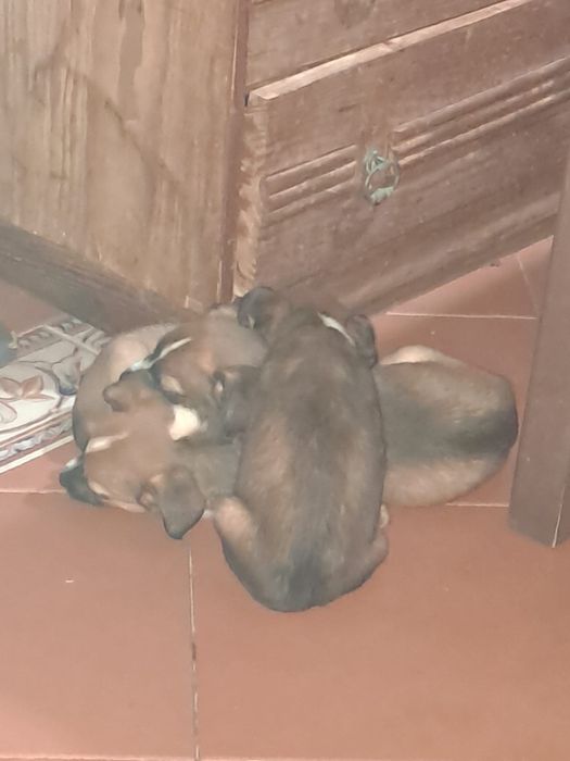 cães para adoção !