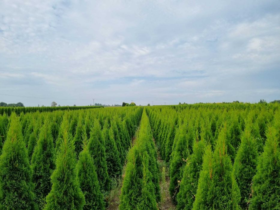Tuja Szmaragd Thuja Szmaragd 130/200cm GRUBE