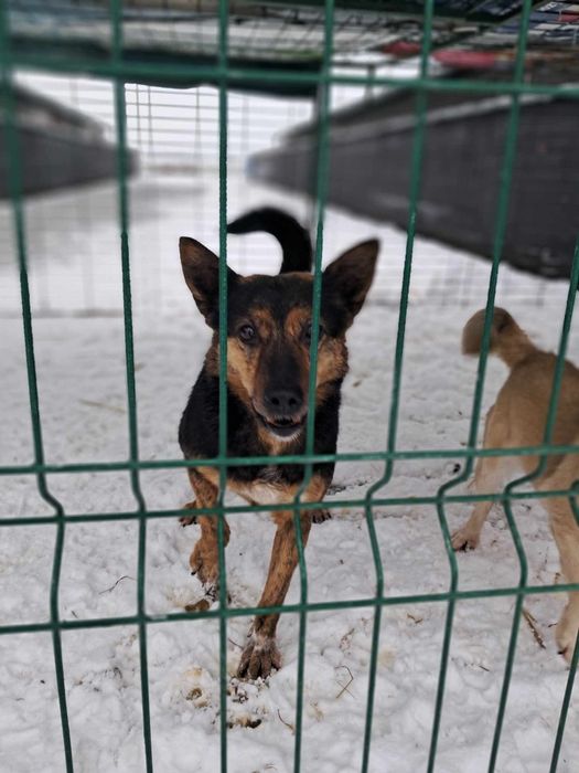 Henia do adopcji