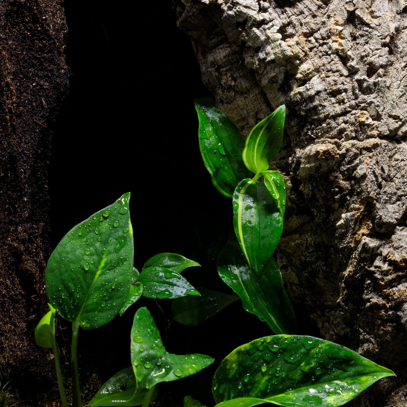 Terrarium tropikalne 40x40x60