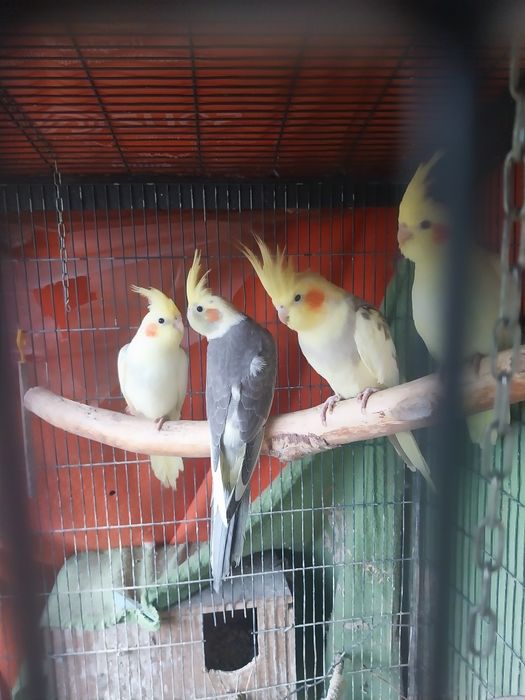 Mam w ofercie papugi nimfy młode 2,5-miesieczne