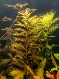 Rośliny akwariowe Proserpinaca Palustris Pełzacz Bagienny liście