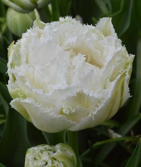 Zastaw tulipanów z 10 odmian 125 cebulek za 179 zł