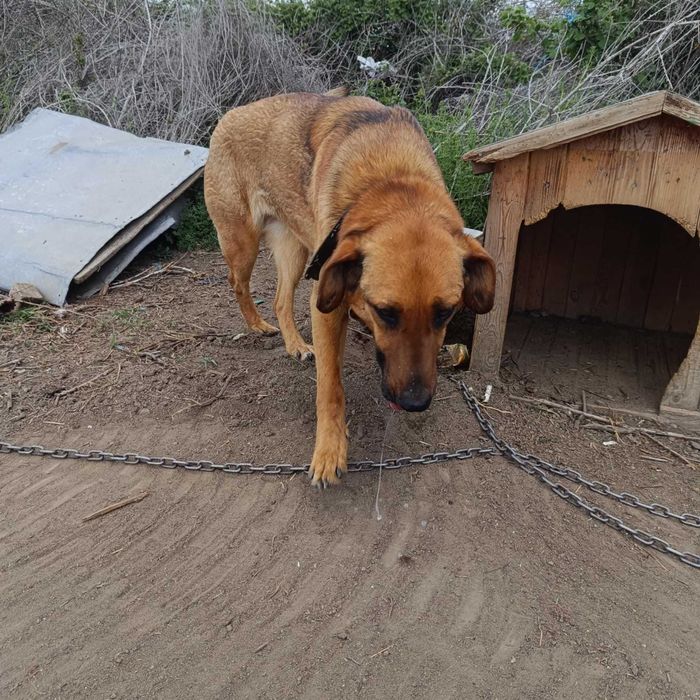 MICHALINA 1,5 cudowna sunia uratowana z łańcucha