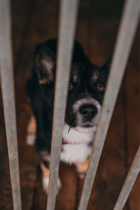 Poszukujemy domów tymczasowych!