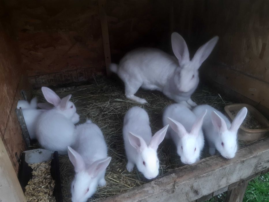 króliki termondzkie w różnym wieku-wysyłka