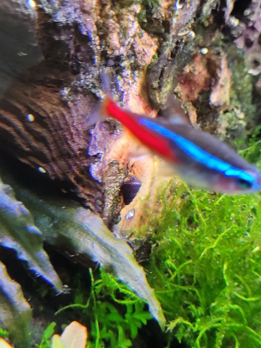 Neon Inessa akwarium rybka